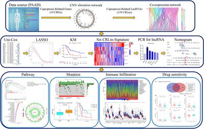 Cuproptosis-related LncRNAs signature as biomarker of prognosis and immune infiltration in pancreatic cancer